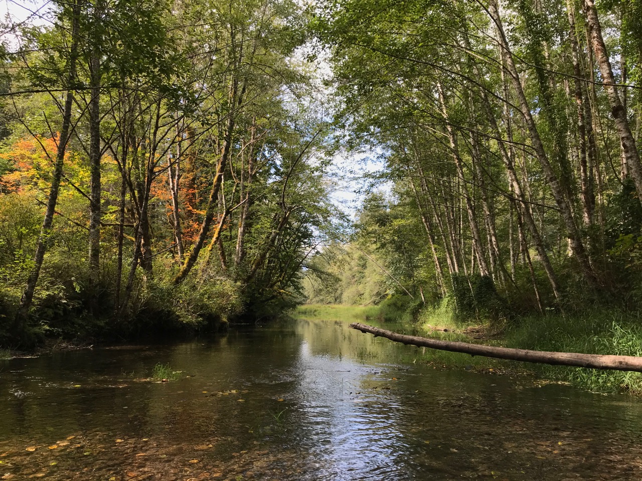 Illabot Creek Property Skagit Land Trust